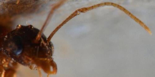 Lasius sp.